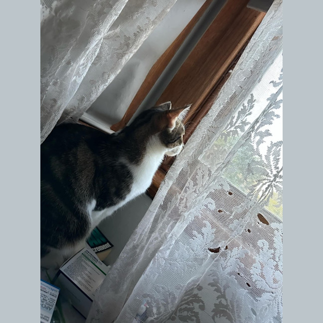 Photo of Laundry Basket