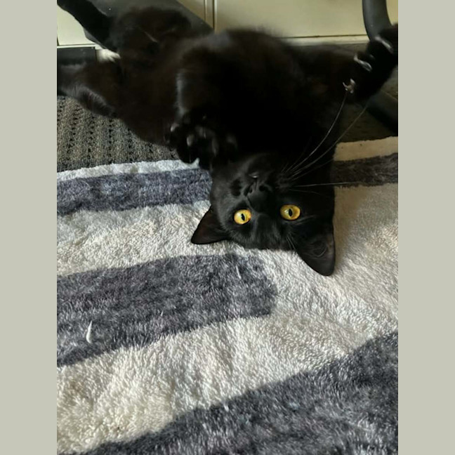 Photo of Sapphire *9 Lives Project Rescue*