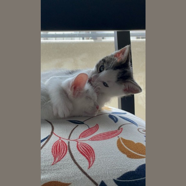 Photo of Wednesday & Pugsley  Pe Tstock Birkenhead Point