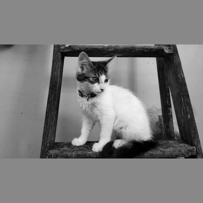 Photo of Poppy