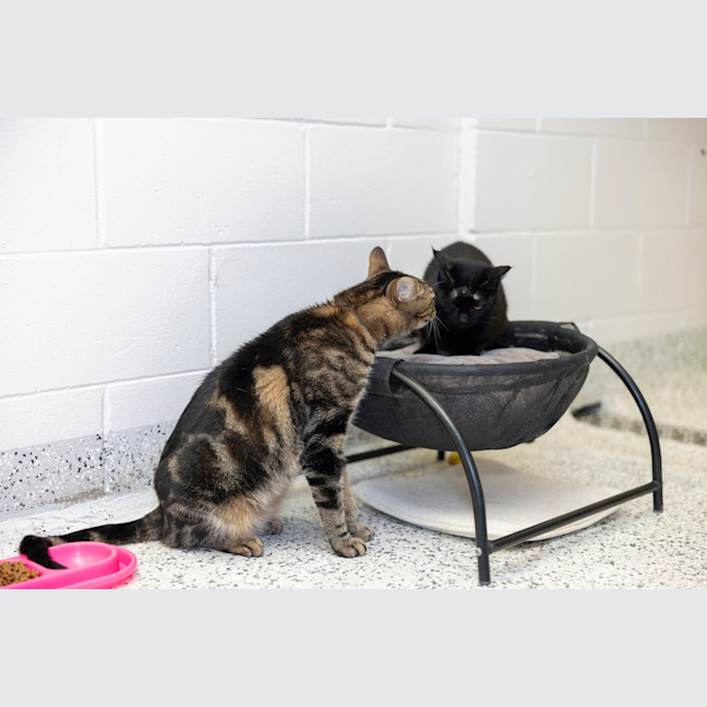 Photo of Missy (Previously Little Miss)