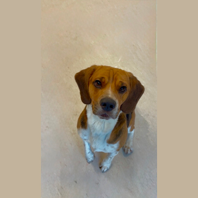 Photo of Toby