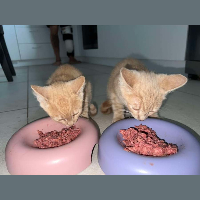 Photo of Mufasa ** 2nd Chance Cat Rescue**