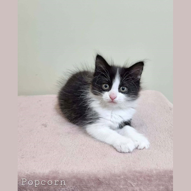 Photo of Popcorn