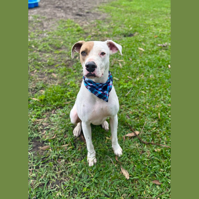 Photo of Dustin *$150 Adoption Fee*