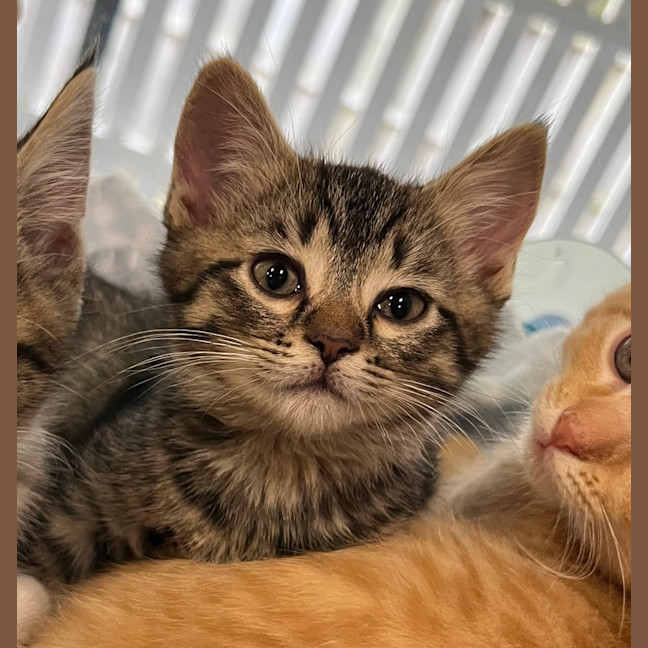 Photo of Theo