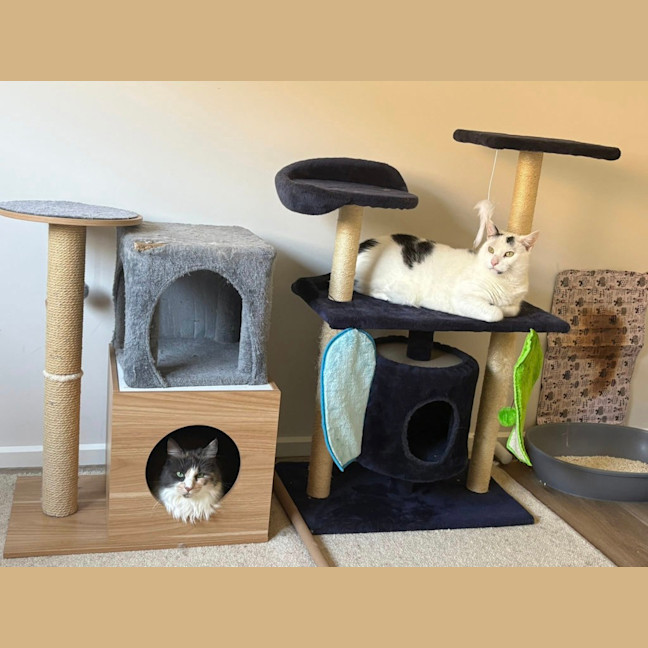 Photo of Pepper