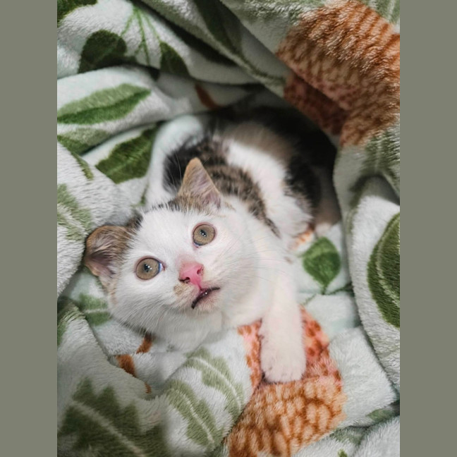 Photo of Bernie ** 2nd Chance Cat Rescue **