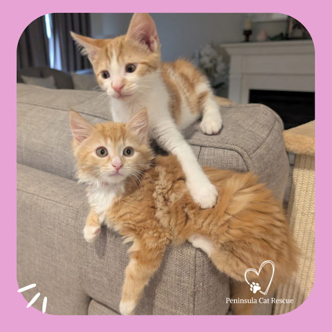 Photo of Crunchy Nut