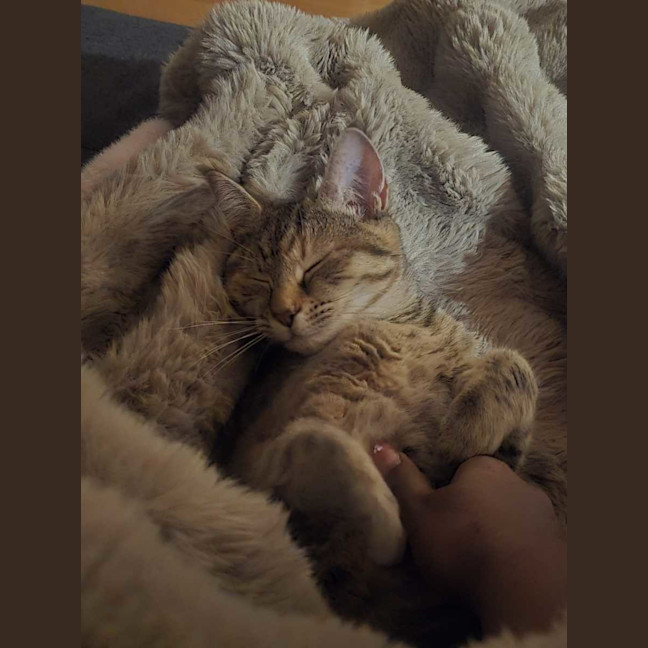 Photo of Cinnamon 