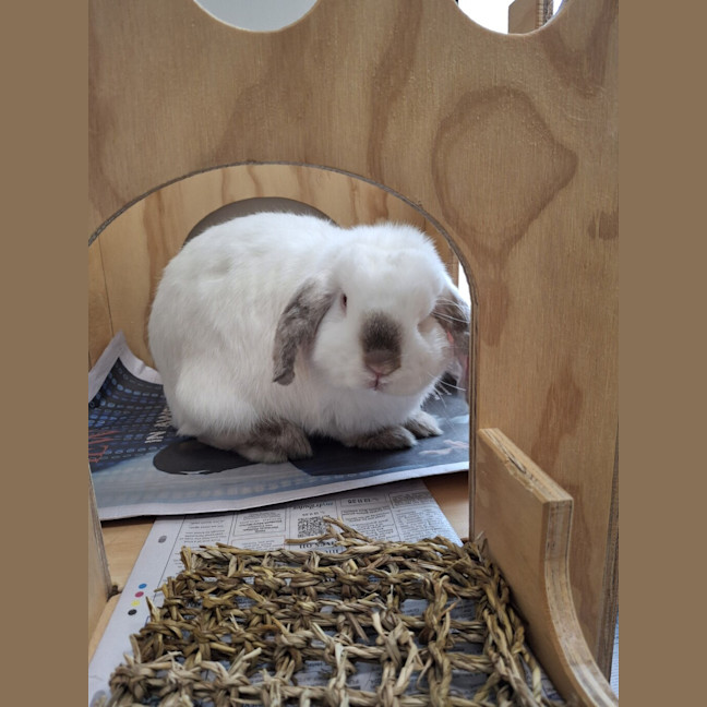 Photo of Pine (Bonded To Cedar)