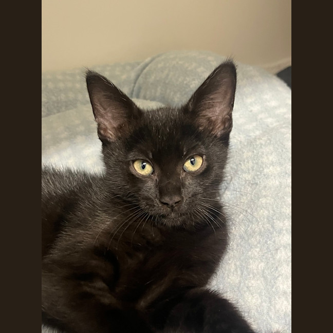 Photo of Nyx