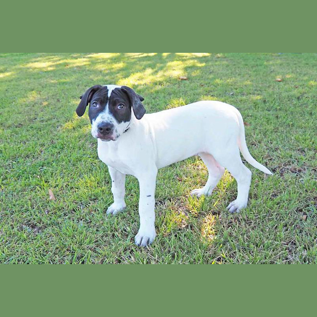 Photo of Spud