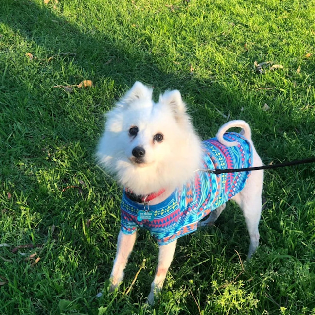 Photo of Piper