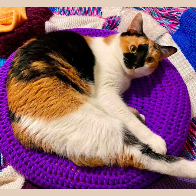 Photo of Clover 