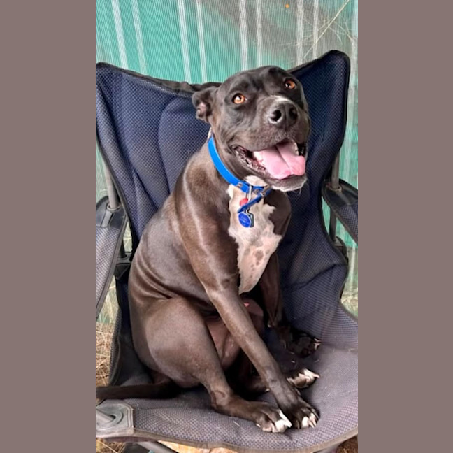 Photo of Boof