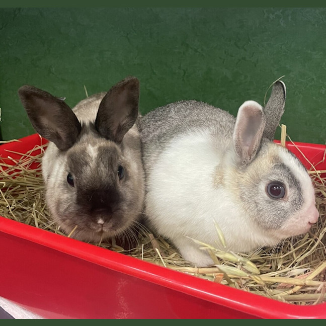 Photo of Penny (Bonded To Tabitha)