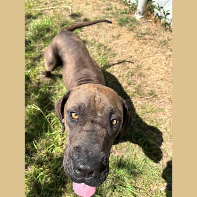 Photo of Lil' Moo (9038)