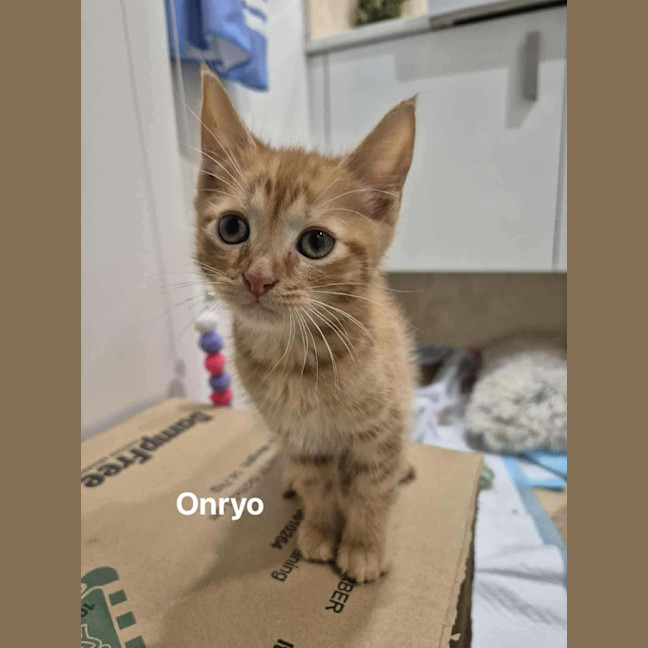 Photo of Onryo