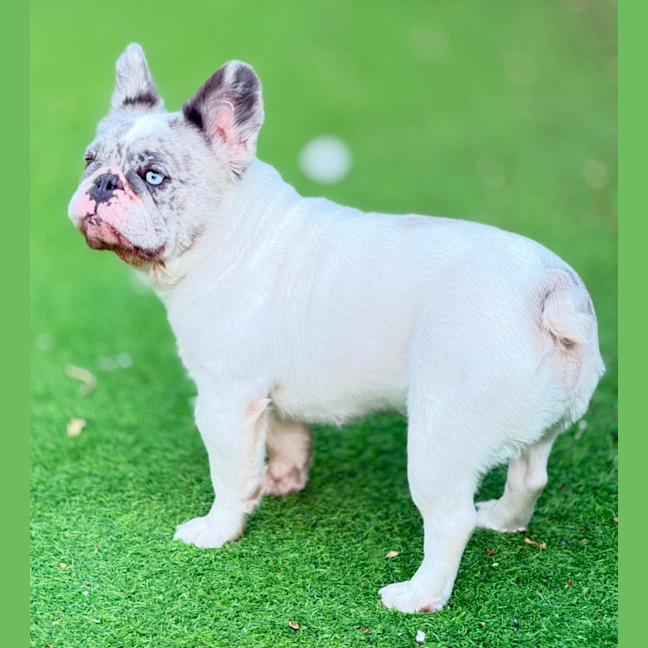 Photo of Wiggles