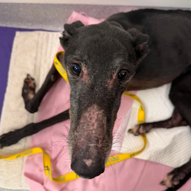 Photo of Jasper The Greyhound