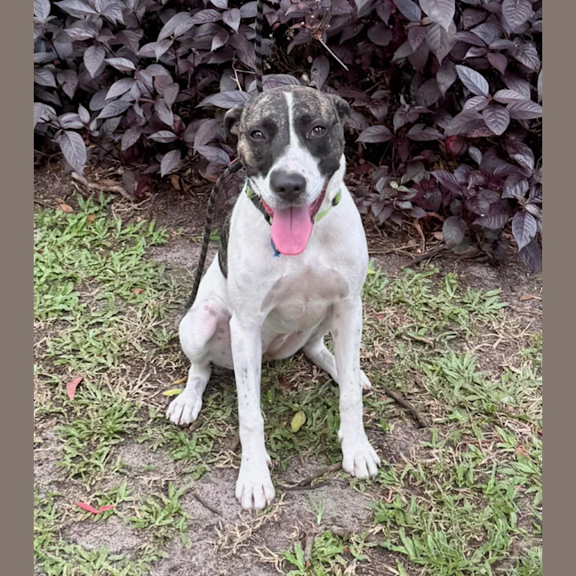 Photo of Tia *$250 Adoption Fee*