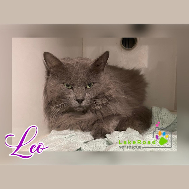 Photo of Leo