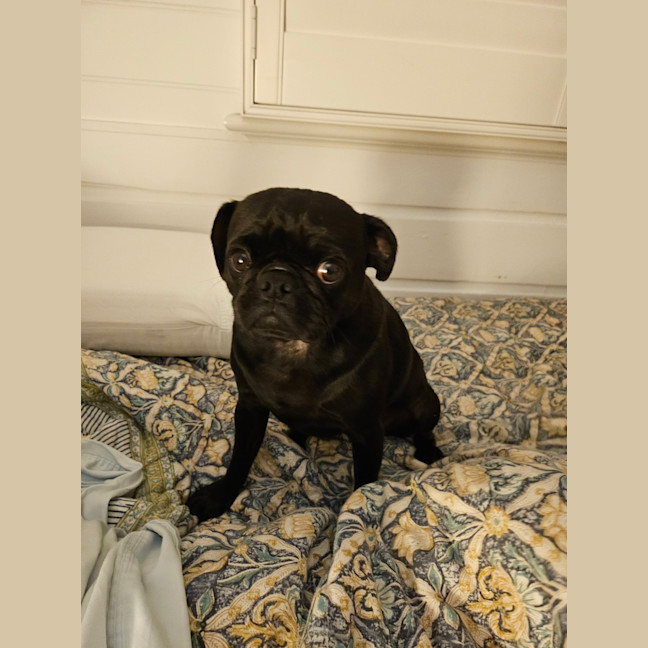 Photo of Romey