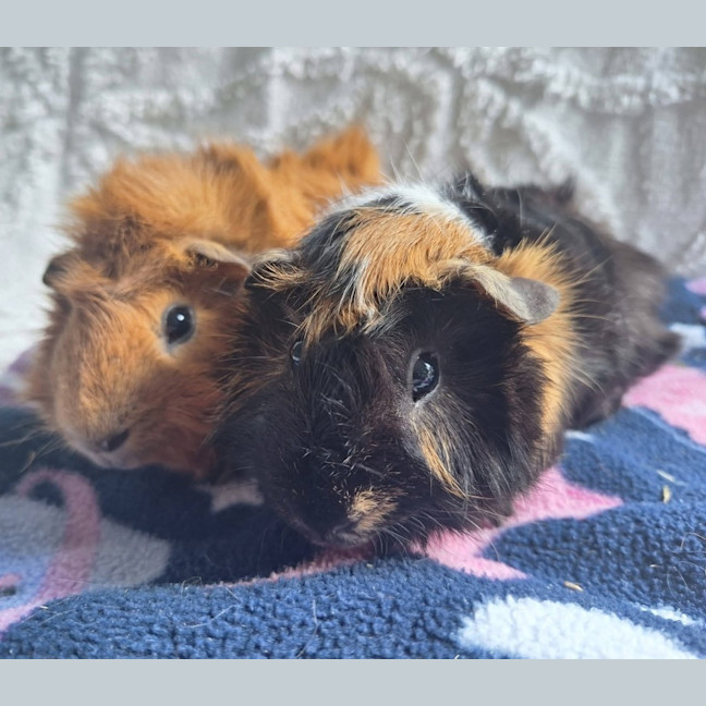 Photo of Periwinkle & Diesel