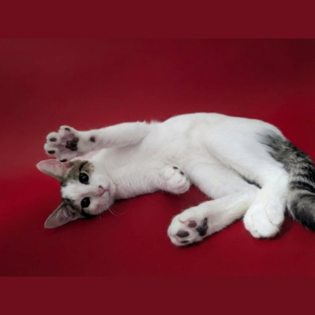 Photo of Cupcake And Friends