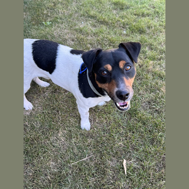 Photo of Snipper   3 Year Old Jack Russell