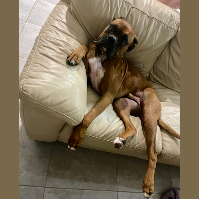 Photo of Chops
