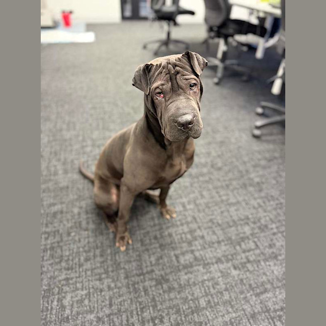 Photo of Nala