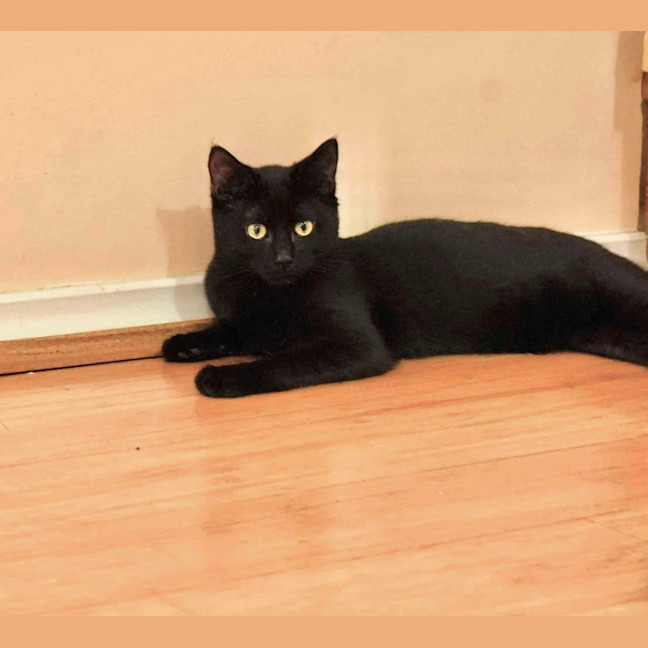 Photo of Shadow 🥰