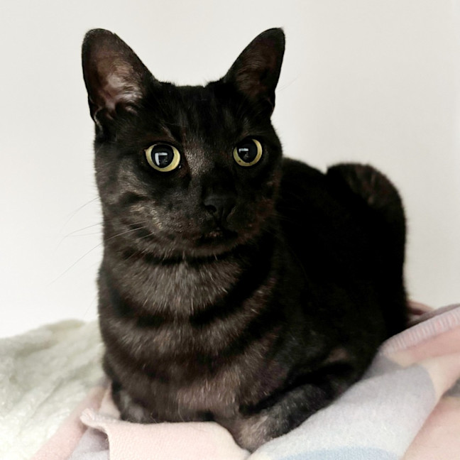 Photo of Dodge & Ada