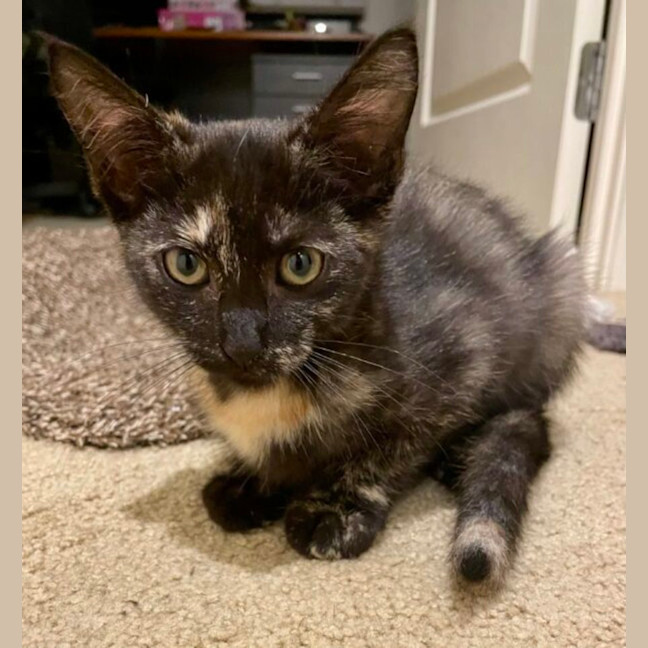 Photo of Noodles And Rose