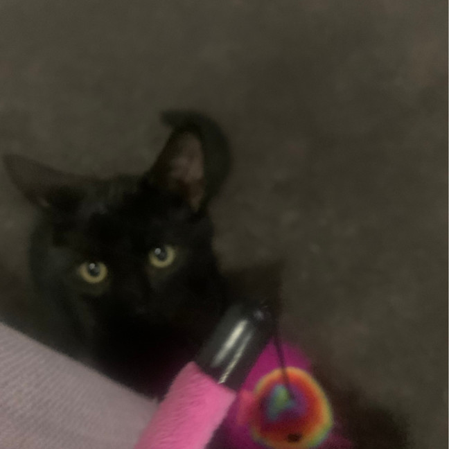 Photo of Jay 🐈‍⬛