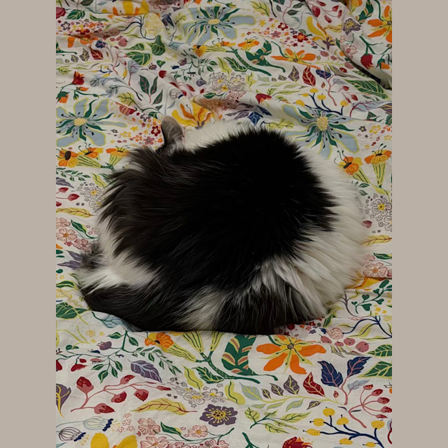 Photo of Beerus   In Foster Care In Northcote