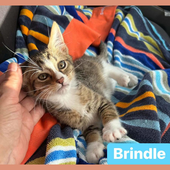 Photo of Brindle