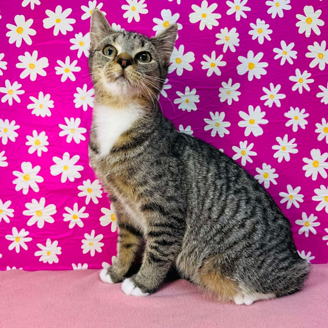 Photo of Amy   Located In Westmeadows