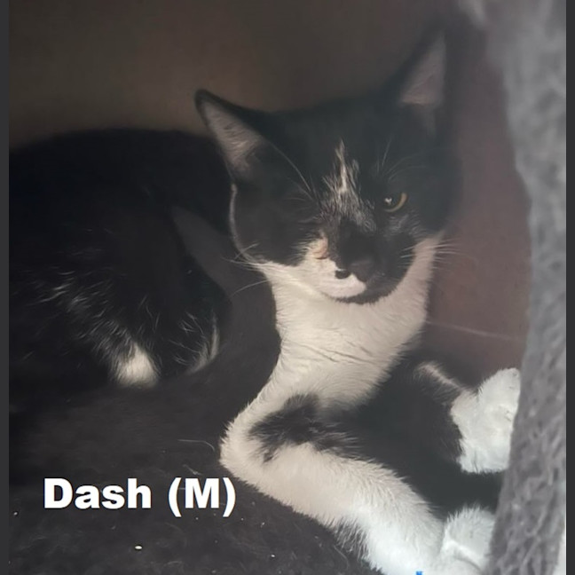 Photo of Dash