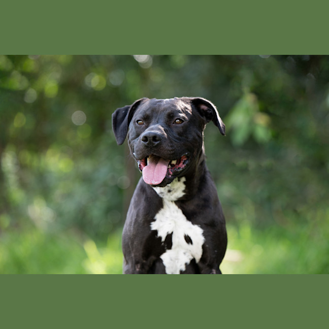 Photo of Bronson