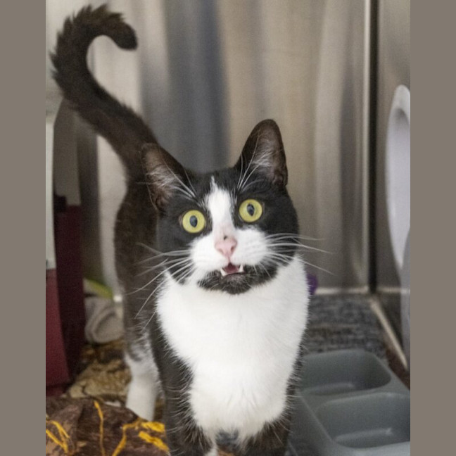 Photo of Oreo