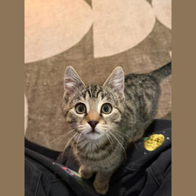 Photo of Brioche