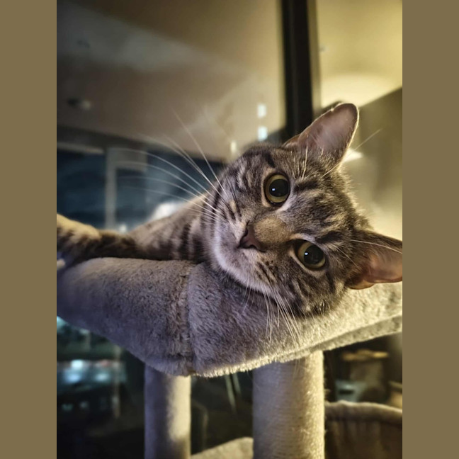 Photo of Ava   In Foster Care In Melbourne