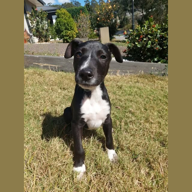Photo of Ace