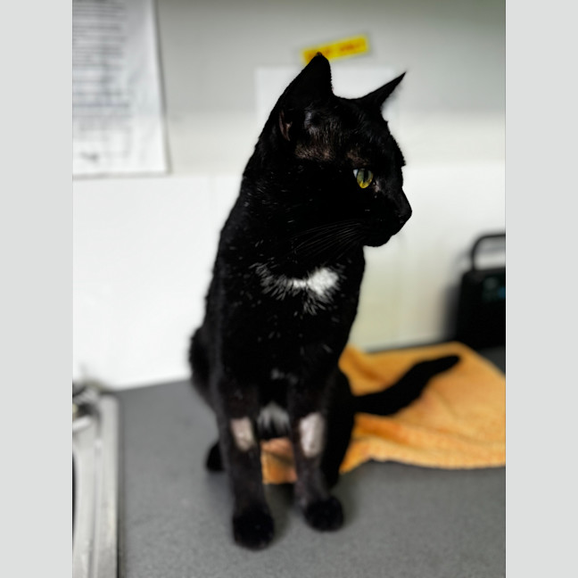 Photo of Terry Crews