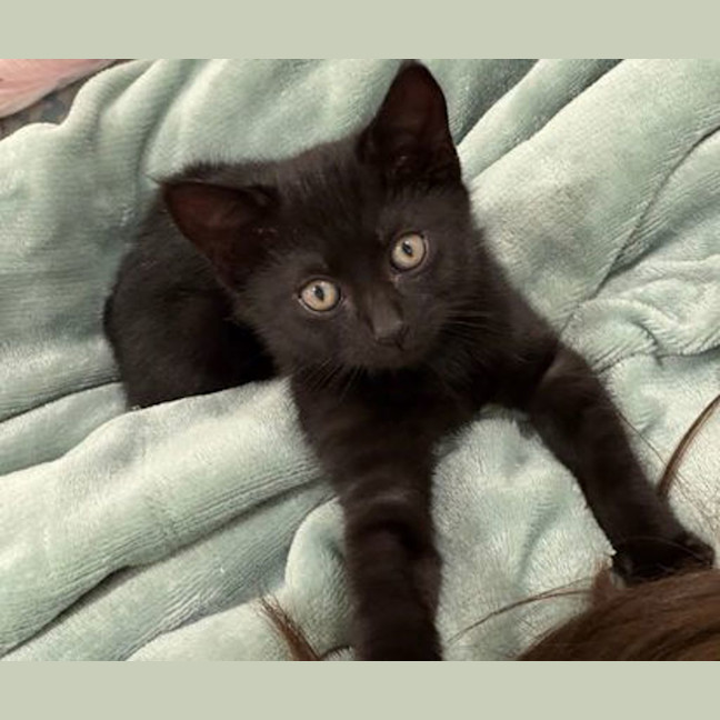 Photo of Midnight