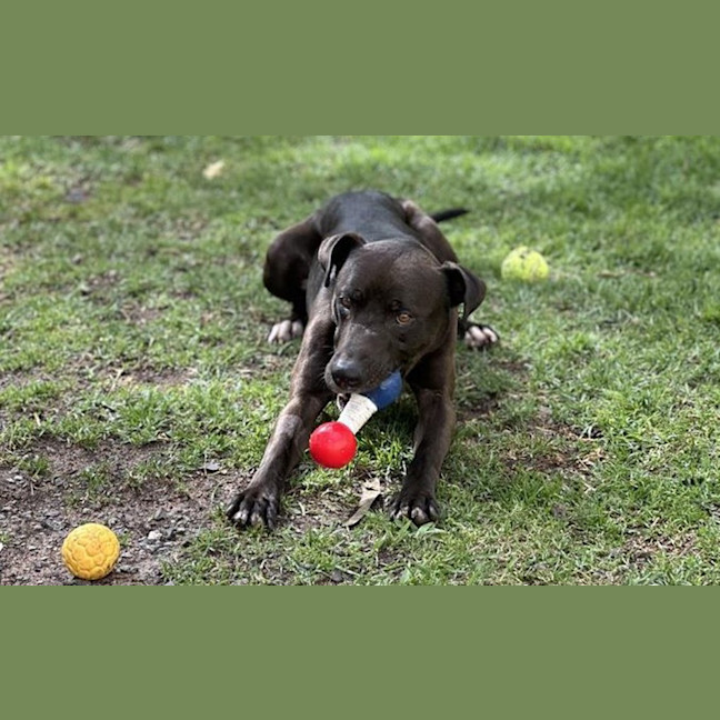 Photo of Hopper