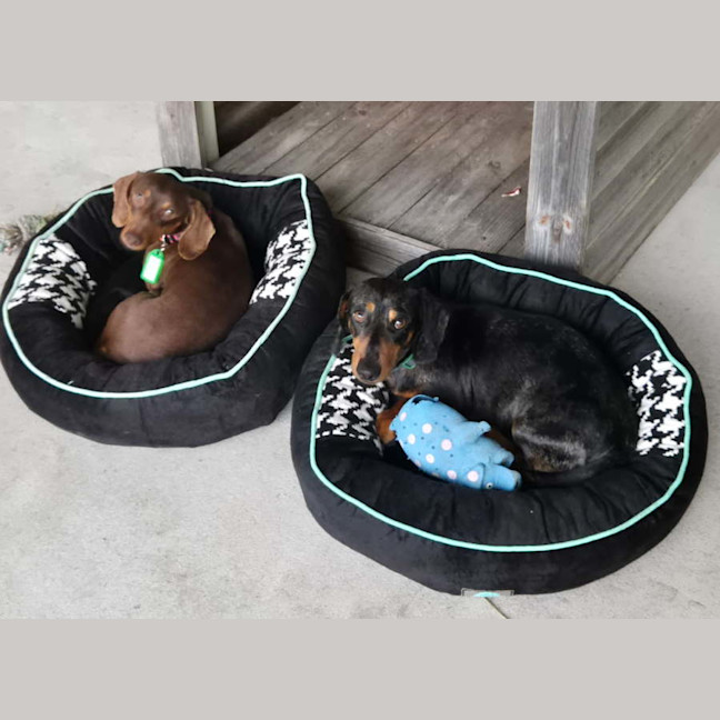 Photo of Dasher And Buddy